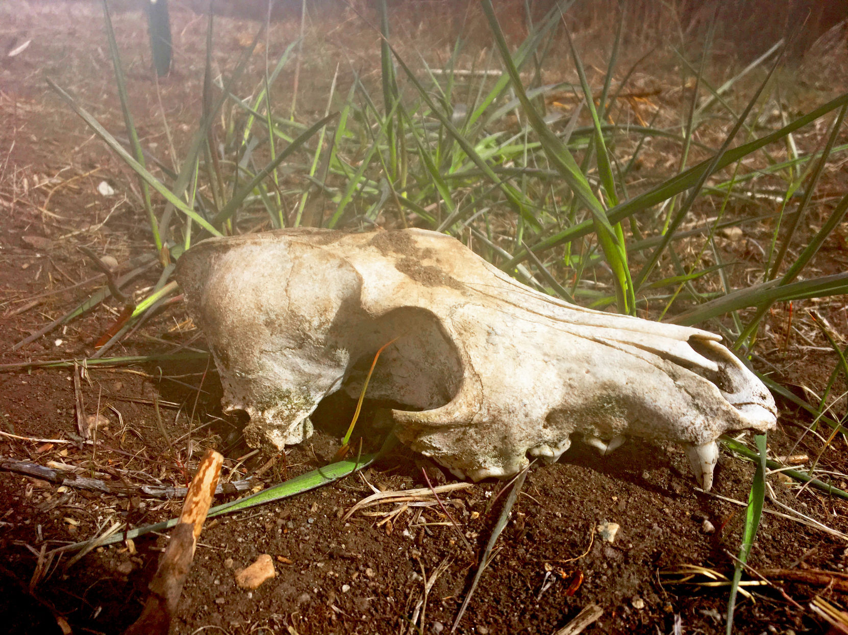 Skull